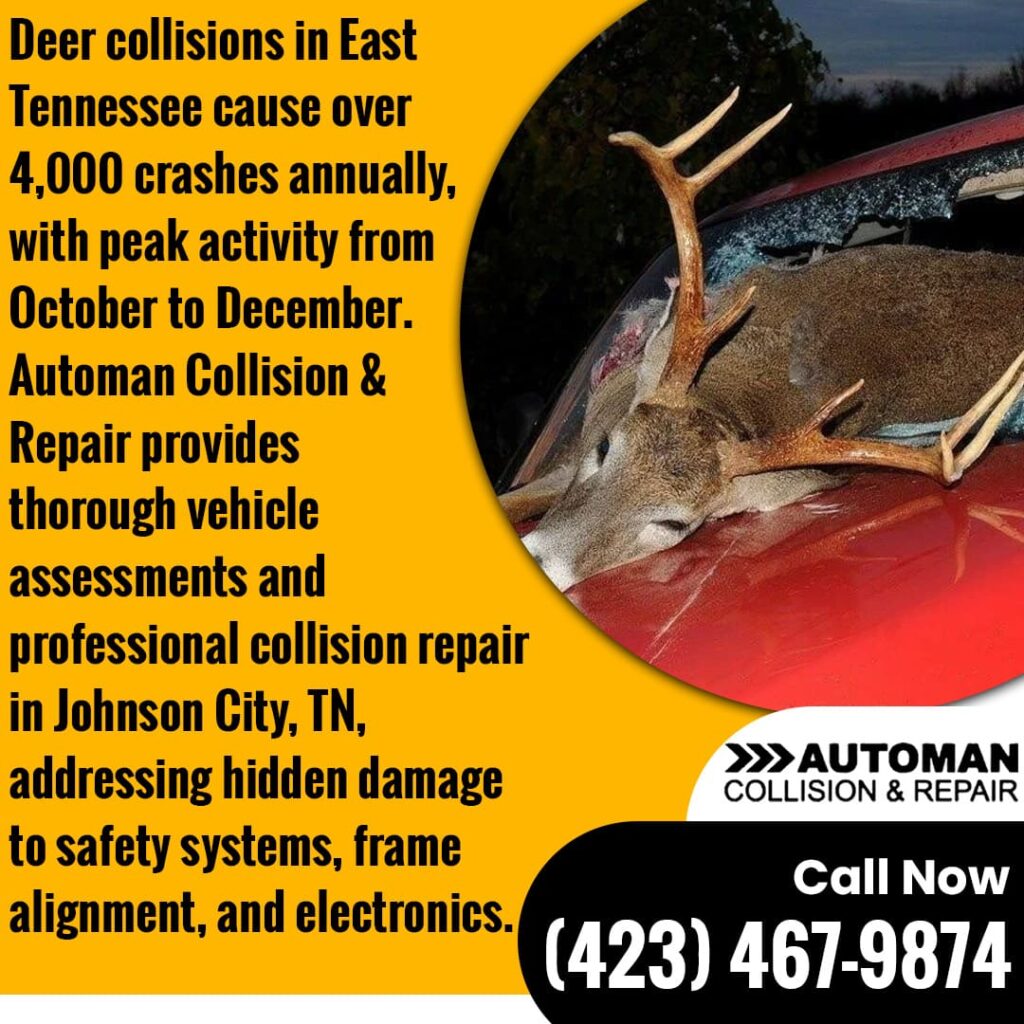 Deer collisions in East Tennessee